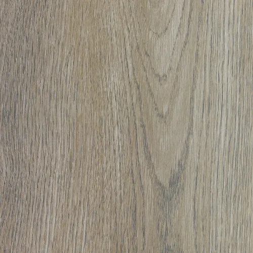 701 柏拉圖橡木